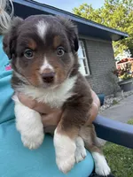 Blake, a male Miniature Australian Shepherd for sale in Tulsa, OK – 2 of 2