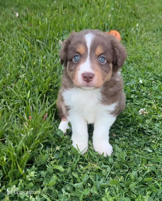 Luke – Miniature Australian Shepherd puppy for sale in Tulsa, OK
