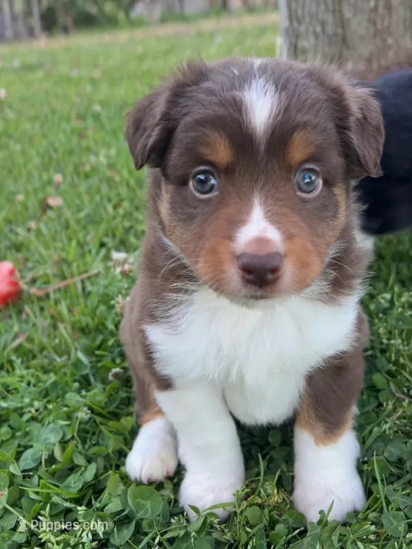 Blake – Miniature Australian Shepherd puppy for sale in Tulsa, OK