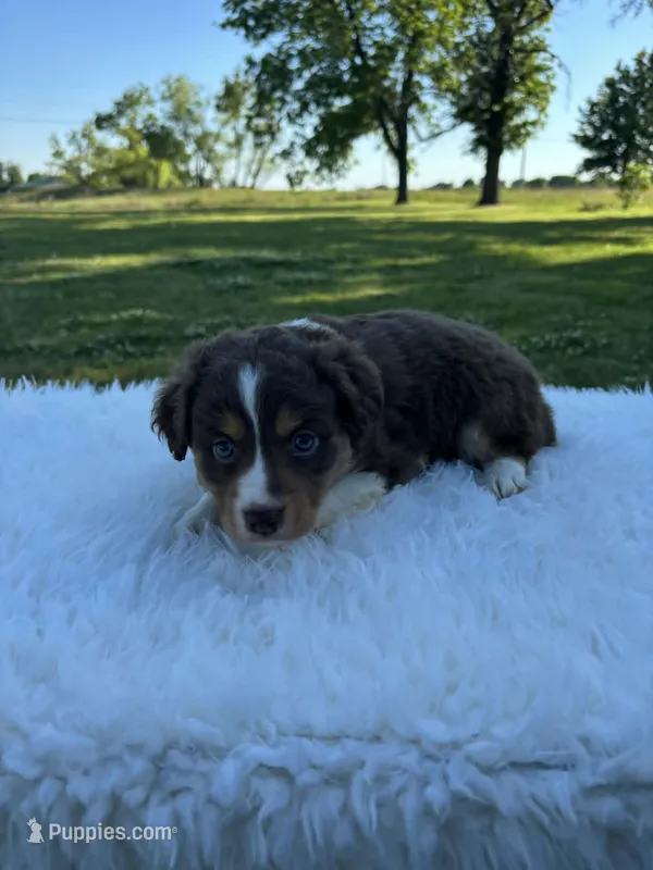 Luke – Miniature Australian Shepherd puppy for sale in Tulsa, OK