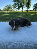 Luke, a male Miniature Australian Shepherd for sale in Tulsa, OK – 1 of 2