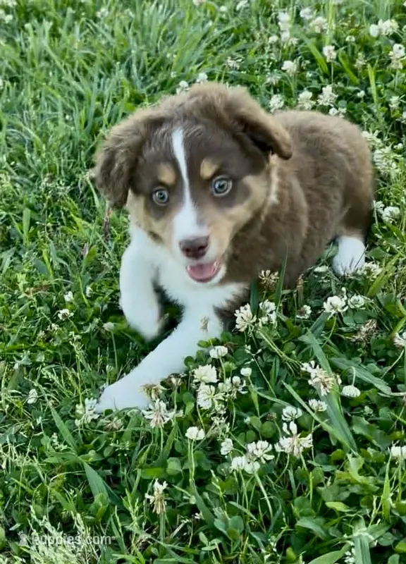 Luke – Miniature Australian Shepherd puppy on hold in Tulsa, OK