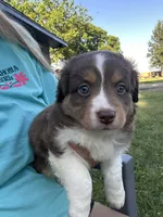 Luke, a male Miniature Australian Shepherd for sale in Tulsa, OK – 2 of 2