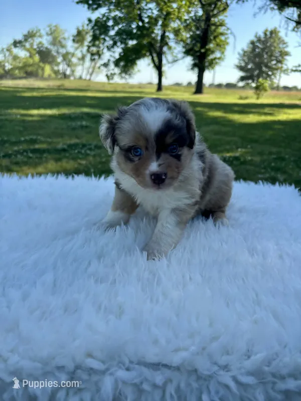 Morgan – Miniature Australian Shepherd puppy for sale in Tulsa, OK