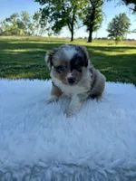 Morgan, a male Miniature Australian Shepherd for sale in Tulsa, OK – 1 of 2