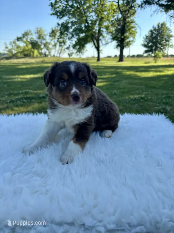 Blake – Miniature Australian Shepherd puppy for sale in Tulsa, OK