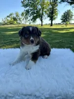Blake, a male Miniature Australian Shepherd for sale in Tulsa, OK – 1 of 2