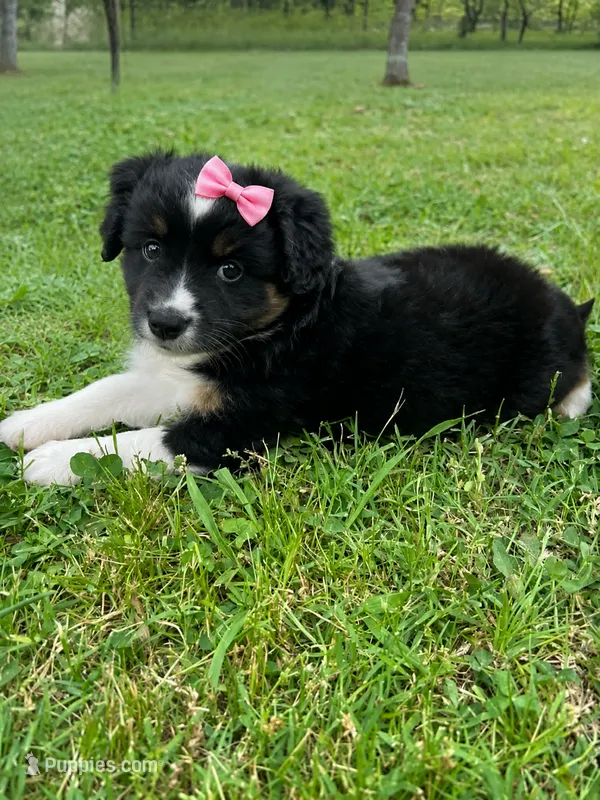 Ella – Miniature Australian Shepherd puppy for sale in Tulsa, OK
