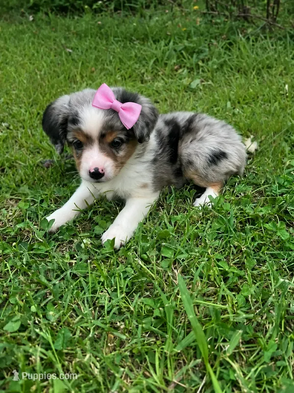 Lainey  – Miniature Australian Shepherd puppy for sale in Tulsa, OK