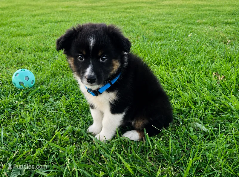 Morgan – Miniature Australian Shepherd puppy for sale in Tulsa, OK