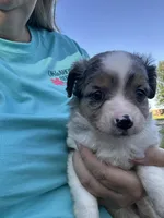 Lainey , a female Miniature Australian Shepherd for sale in Tulsa, OK – 2 of 2