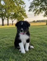 Bella, a female Miniature Australian Shepherd for sale in Tulsa, OK – 2 of 3