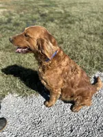 Brownie, a male Golden Retriever for sale in Elkton, KY – 3 of 3