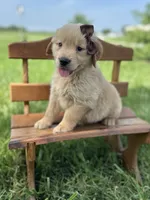 Brownie, a male Golden Retriever for sale in Elkton, KY – 1 of 3