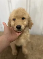 Dancer - AKC, a male Golden Retriever for sale in Elkton, KY – Photo 3 of 6