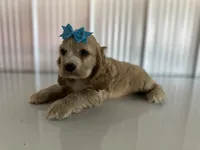 Sammy, a male Cocker Spaniel for sale in Elkton, KY – 3 of 3