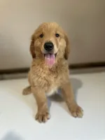 Buster, a male Golden Retriever for sale in Elkton, KY – 1 of 3