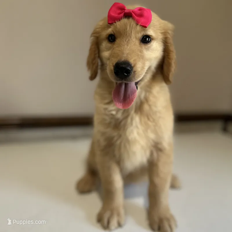 Sandy – Golden Retriever puppy for sale in Elkton, KY