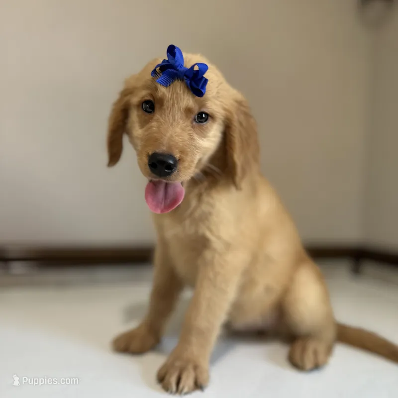 Blu – Golden Retriever puppy for sale in Elkton, KY