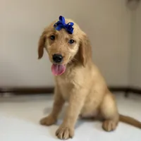 Blu, a male Golden Retriever for sale in Elkton, KY – 1 of 3