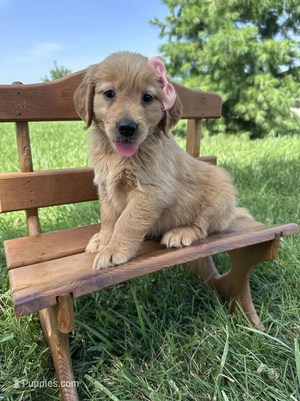 Sophie – Golden Retriever puppy for sale in Elkton, KY