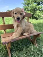 Sophie, a female Golden Retriever for sale in Elkton, KY – 1 of 3