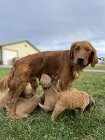 Magenta, a female Golden Retriever for sale in Elkton, KY – 2 of 3