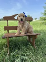 Blu, a male Golden Retriever for sale in Elkton, KY – 1 of 3