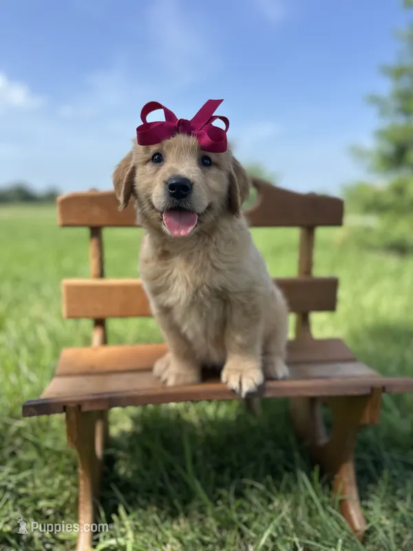 Magenta – Golden Retriever puppy for sale in Elkton, KY