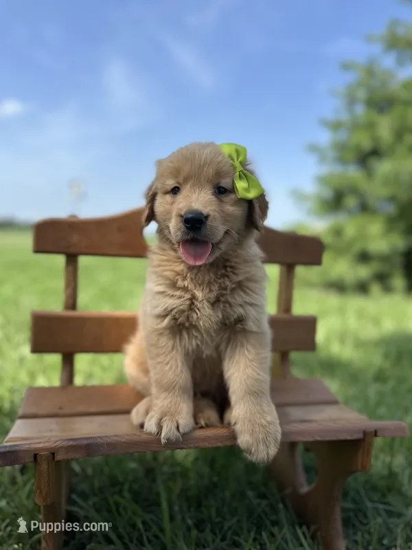 Lime – Golden Retriever puppy for sale in Elkton, KY