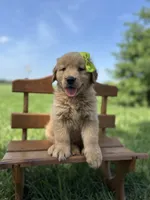Lime, a male Golden Retriever for sale in Elkton, KY – 1 of 3