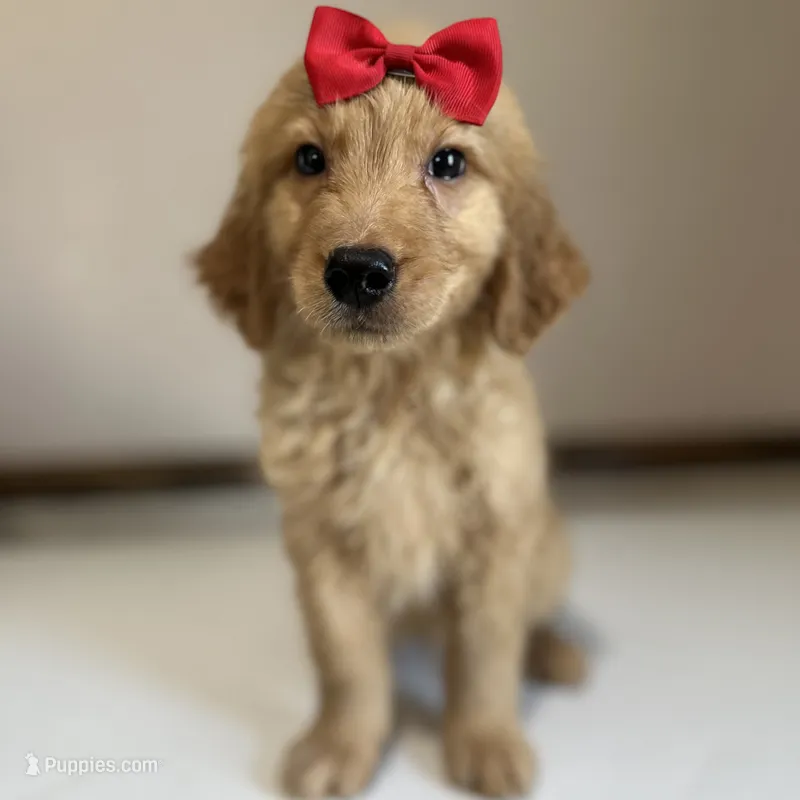 Ole Red – Golden Retriever puppy for sale in Elkton, KY