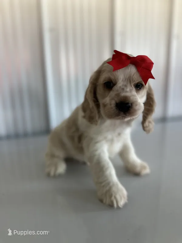 Benny – Cocker Spaniel puppy for sale in Elkton, KY