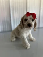 Benny, a male Cocker Spaniel for sale in Elkton, KY – 1 of 3