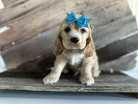 Sammy, a male Cocker Spaniel for sale in Elkton, KY – 1 of 3