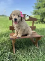 Barbie, a female Golden Retriever for sale in Elkton, KY – 1 of 3