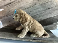 Sammy, a male Cocker Spaniel for sale in Elkton, KY – 2 of 3