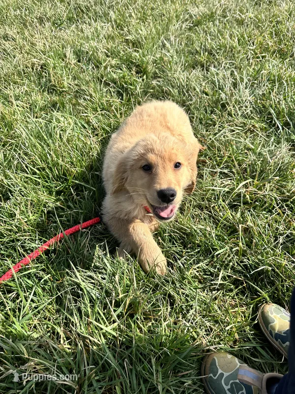 Brownie - AKC – Golden Retriever puppy for sale in Elkton, KY