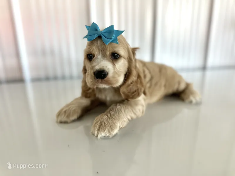 Sammy – Cocker Spaniel puppy for sale in Elkton, KY