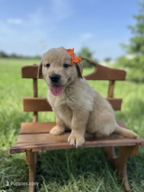 Tennessee  – Golden Retriever puppy for sale in Elkton, KY