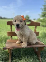 Tennessee , a male Golden Retriever for sale in Elkton, KY – 1 of 3