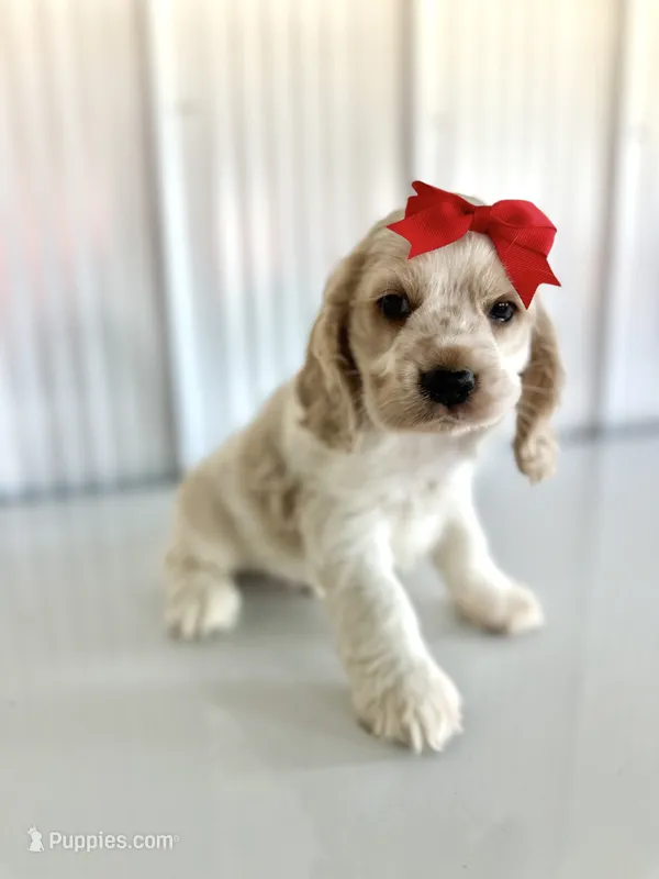 Benny – Cocker Spaniel puppy for sale in Elkton, KY