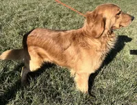 Magenta, a female Golden Retriever for sale in Elkton, KY – 3 of 3