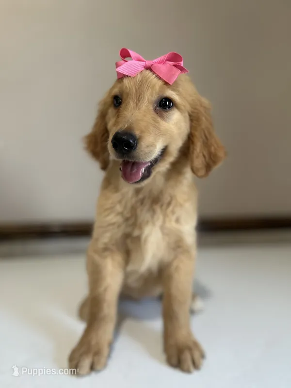 Lucy – Golden Retriever puppy for sale in Elkton, KY