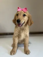 Lucy, a female Golden Retriever for sale in Elkton, KY – 1 of 3
