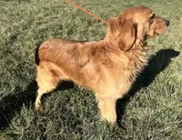 Lime, a male Golden Retriever for sale in Elkton, KY – 2 of 3