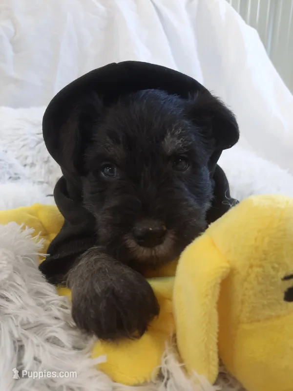 AKC Hot Rod – Miniature Schnauzer puppy for sale in Bucyrus, OH