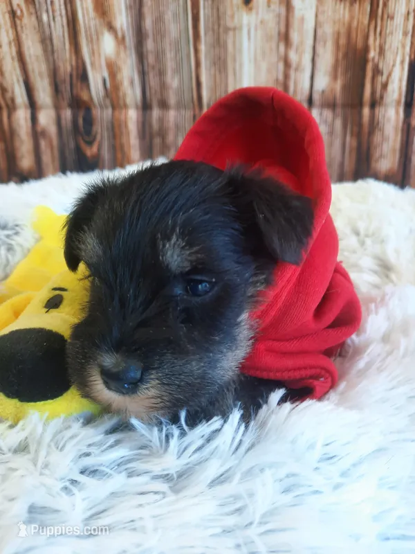 AKC Cutie Pie – Miniature Schnauzer puppy for sale in Bucyrus, OH