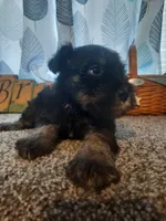 AKC Hot Rod, a male Miniature Schnauzer for sale in Bucyrus, OH – 2 of 7
