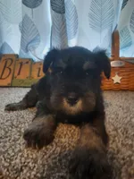 AKC Hot Rod, a male Miniature Schnauzer for sale in Bucyrus, OH – 4 of 7